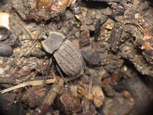 Asida sp.